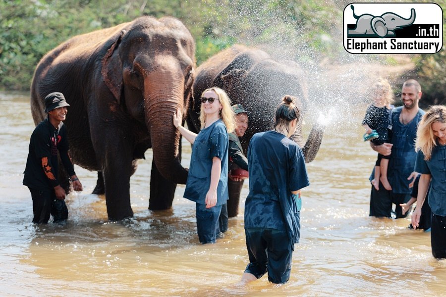 Ethical Elephant Sanctuary Care Experience Chiang Mai