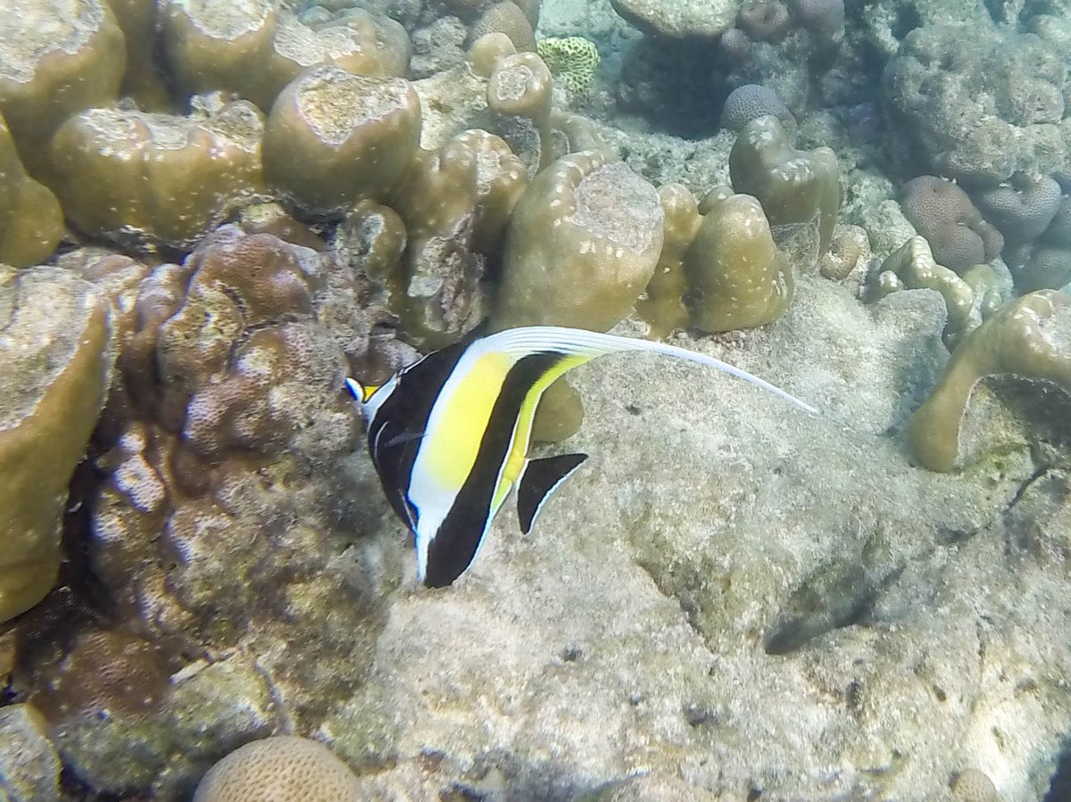 Scuba Diving Stonehenge and 8 Mile Rock Koh Lipe