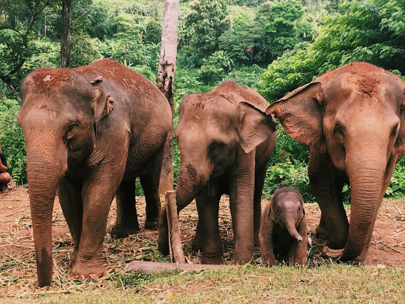 Phuket Ethical Elephant Care Sanctuary