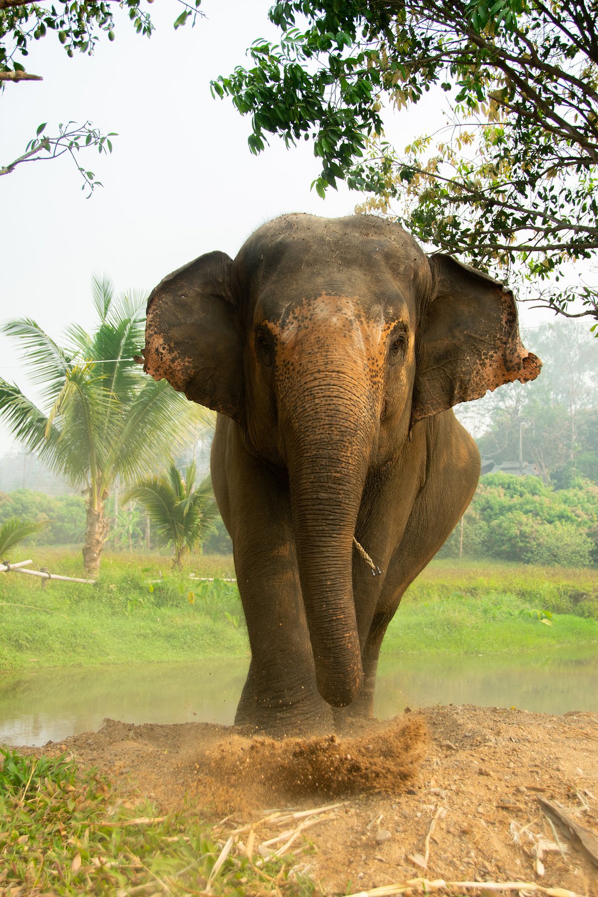 Ethical Elephant Sanctuary in Koh Samui Thailand