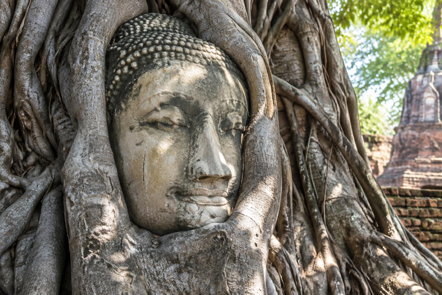 Wat Mahathat Buddha Head in Banyan Tree Roots